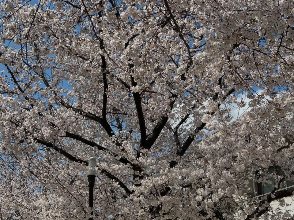 つなぐの既存写真にある満開の桜